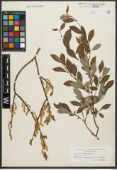 Foto von Salix starkeana Willd.